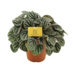 Peperomia Burbella - Ø15cm - ↨25cm