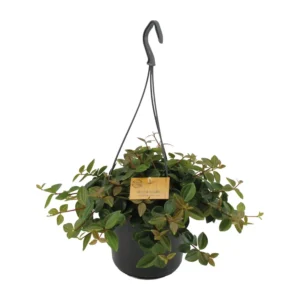 Peperomia Ang.Rocca Scuro - Ø15cm - ↨25cm