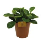 Peperomia Red Canyon - Ø15cm - ↨25cm
