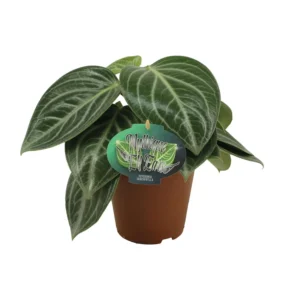 Peperomia Sarcophylla - Ø15cm - ↨25cm