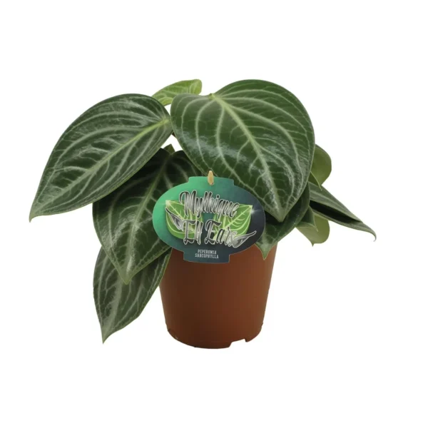 Peperomia Sarcophylla - Ø15cm - H25cm
