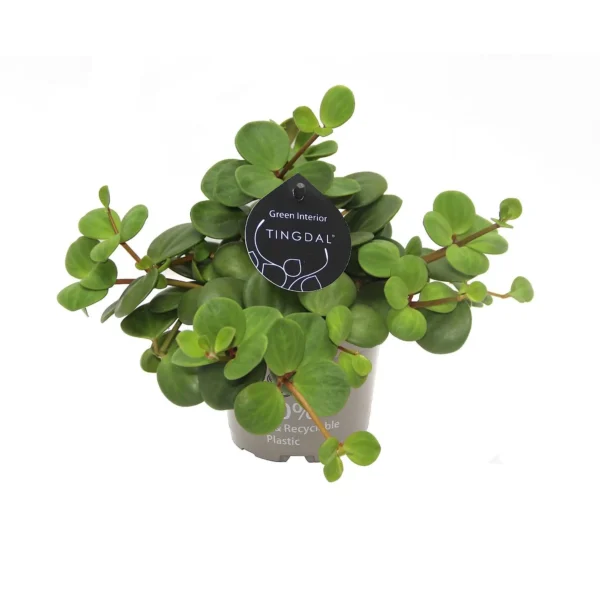 Peperomia Pecunifolia Pecunii - Ø11cm H13cm