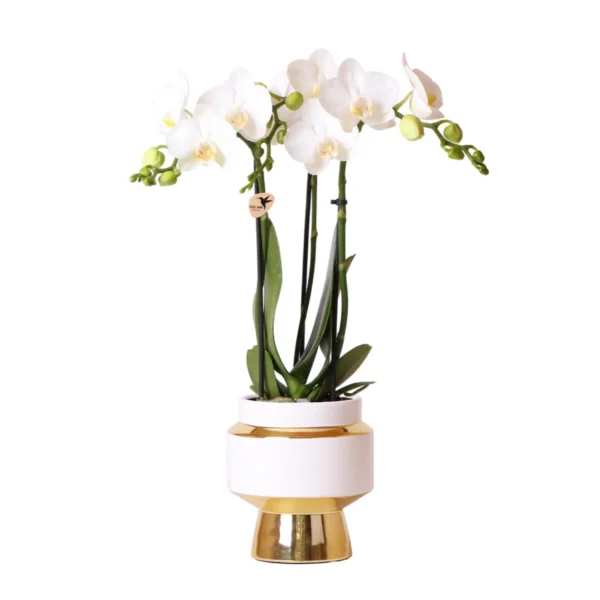 Weiße Phalaenopsis Orchidee - Amabilis + Le Chic dekorativer Topf gold - Topfgröße Ø9cm - 40cm hoch