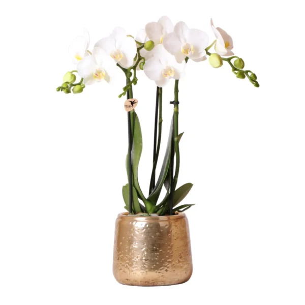 Weiße Phalaenopsis Orchidee - Amabilis + Luxus Ziertopf gold - Topfgröße Ø9cm - 40cm hoch