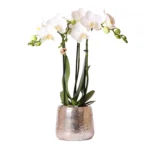 Weiße Phalaenopsis Orchidee - Amabilis + Luxus-Ziertopf silber - Topfgröße Ø9cm - 40cm hoch