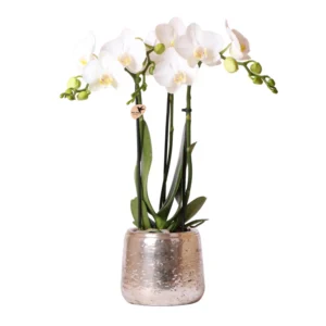 Weiße Phalaenopsis Orchidee - Amabilis + Luxus-Ziertopf silber - Topfgröße Ø9cm - 40cm hoch