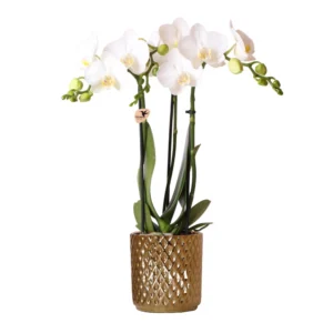 Weiße Phalaenopsis-Orchidee - Amabilis + Diamant-Dekotopf gold - Topfgröße Ø9cm
