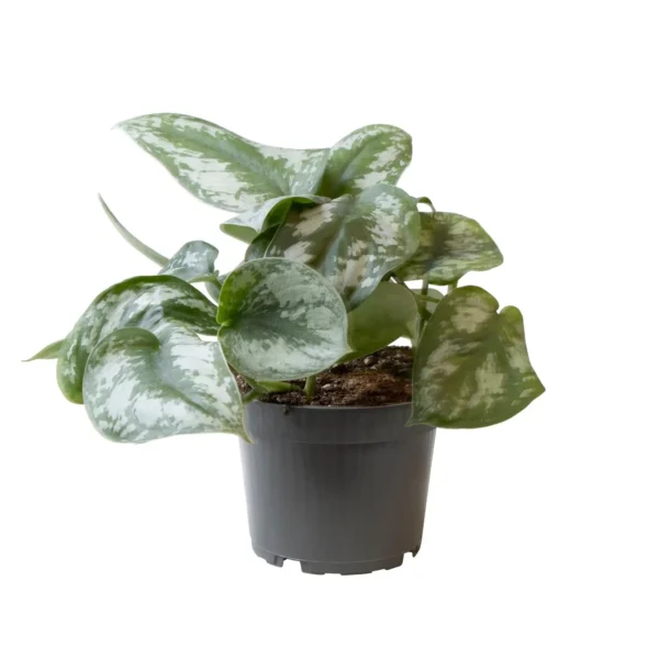 Philodendron Scandens Pictus Trebie - Ø12cm - H22cm