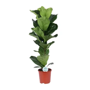 Feigenbaum Lyrata - Ø21cm - ↨90cm