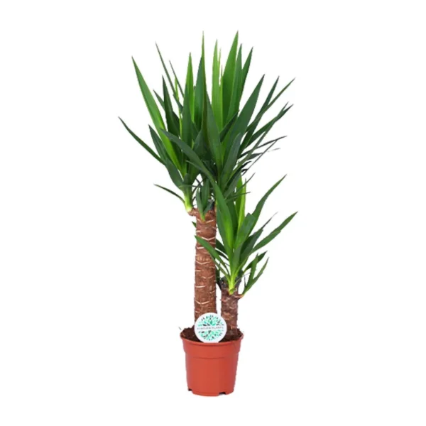 Yucca - Ø17cm - H80cm