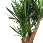 Yucca - Ø27cm - ↨105cm