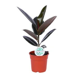 Feigenbaum Elastica Abidjan - Ø17cm - ↨55cm