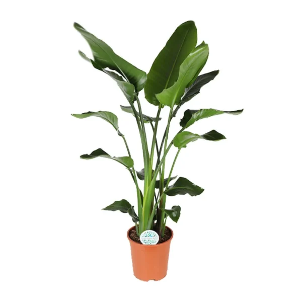 Strelitzia Nicolai - Ø27cm - H140cm