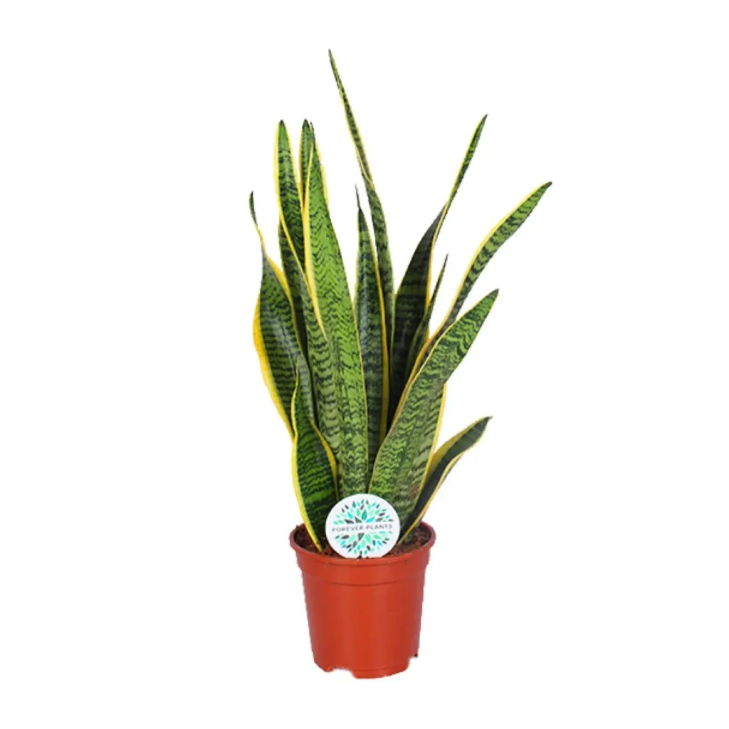 Sansevieria Trifasciata Laurentii - Ø17cm - H60cm