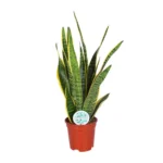 Sansevieria Trifasciata Laurentii - Ø17cm - ↨60cm