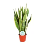 Sansevieria Trifasciata Laurentii - Ø14cm - ↨50cm