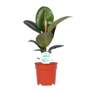 Feigenbaum Elastica Robusta - Ø17cm - ↨55cm