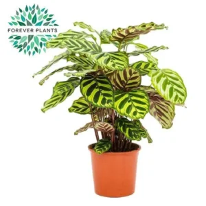 Calathea Makoyana - Ø17cm - ↨55cm
