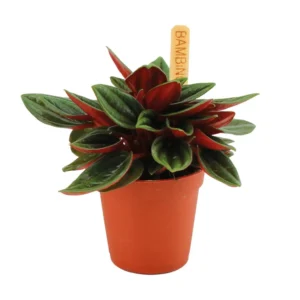 Peperomia Caperata Rosso - Ø6cm - ↨10cm