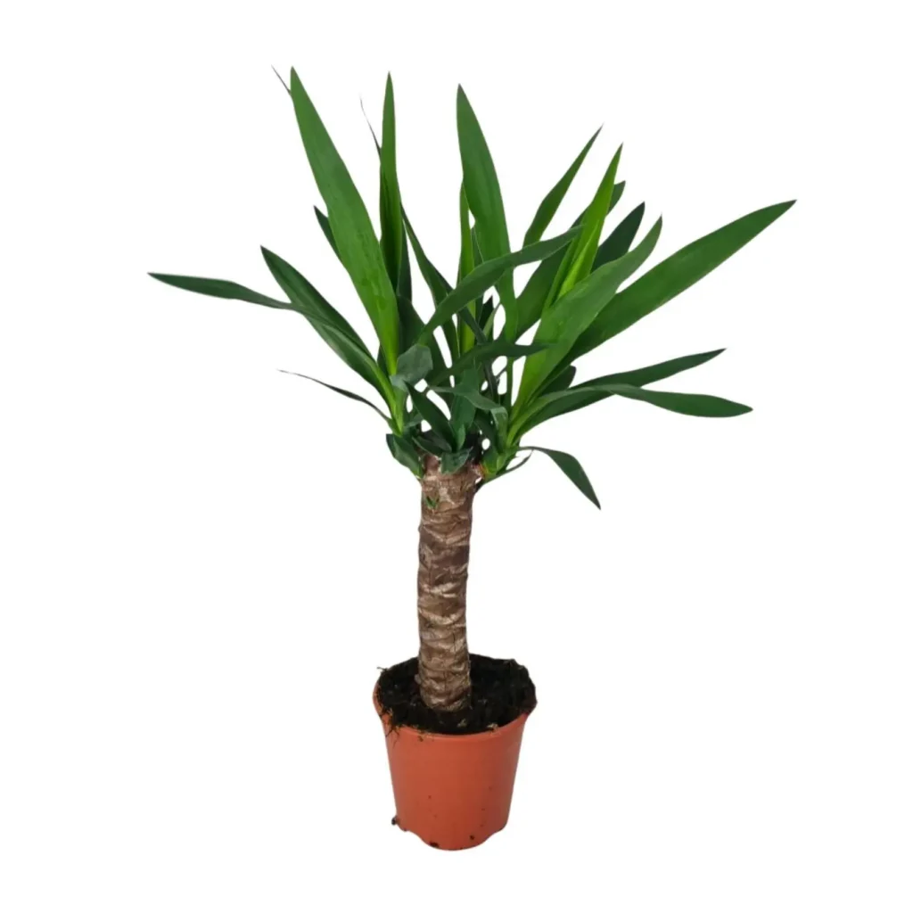 Yucca - Ø14cm - H60cm