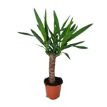 Yucca - Ø14cm - ↨60cm