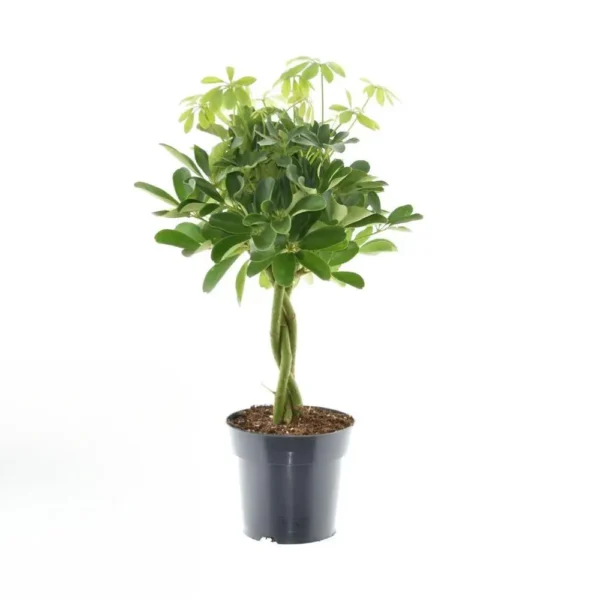 Schefflera Compacta Nora - Ø17cm - H60cm