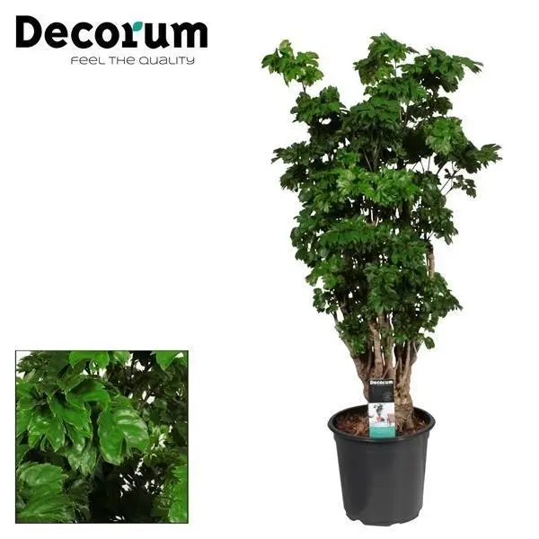 Polyscias Roble Vertakt - Ø21cm - H80cm