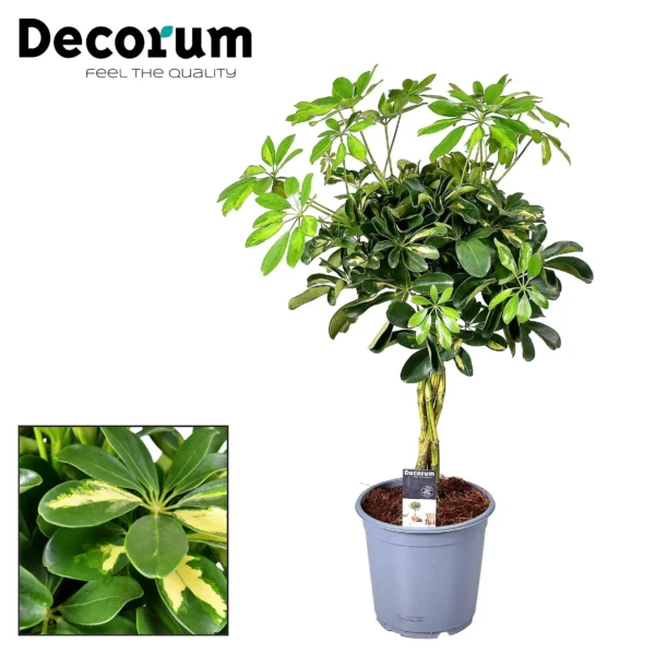 Schefflera Gold Capella - Ø21cm - H75cm