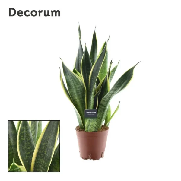 Sansevieria Futura Superba - Ø14cm - H45cm