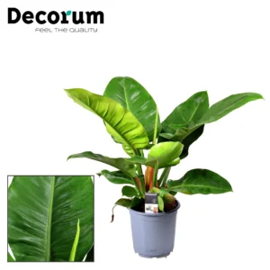 Philodendron Imperial Green - Ø19cm - ↨55cm