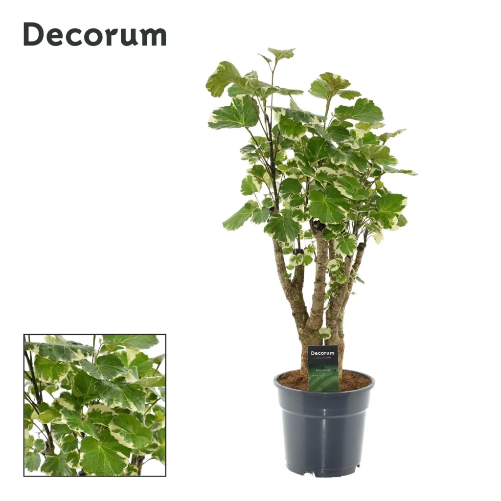Polyscias Balfouriana - Ø17cm - H50cm