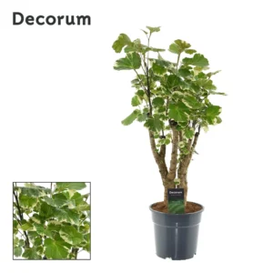 Polyscias Balfouriana - Ø17cm - ↨50cm