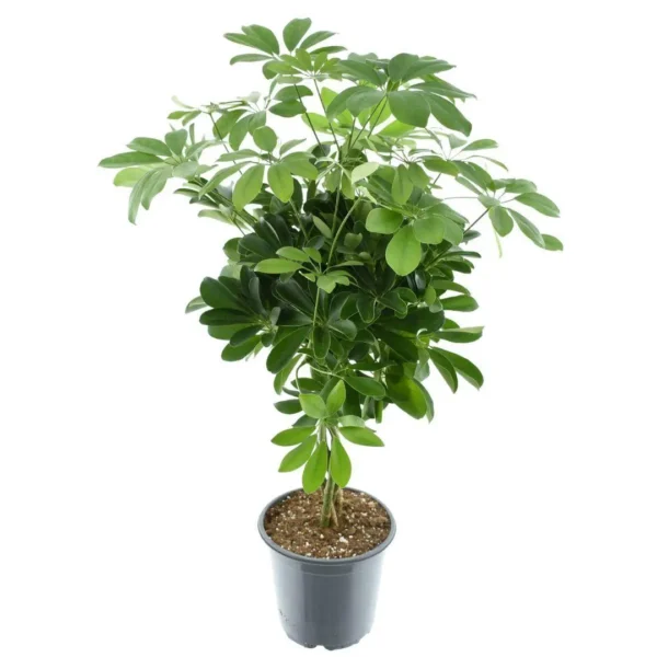 Schefflera Compacta Nora - Ø21cm - H75cm