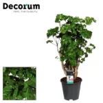 Polyscias Roble - Ø17cm - ↨60cm