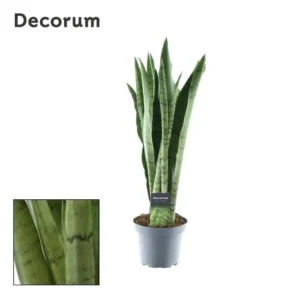 Sansevieria Spearmint - Ø14cm - ↨55cm