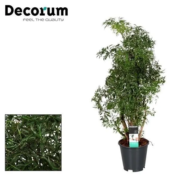 Polyscias Hawaiiana Ming - Ø17cm - H65cm