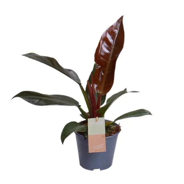 Philodendron Imperial Red Feel Green - Ø14cm - H35cm