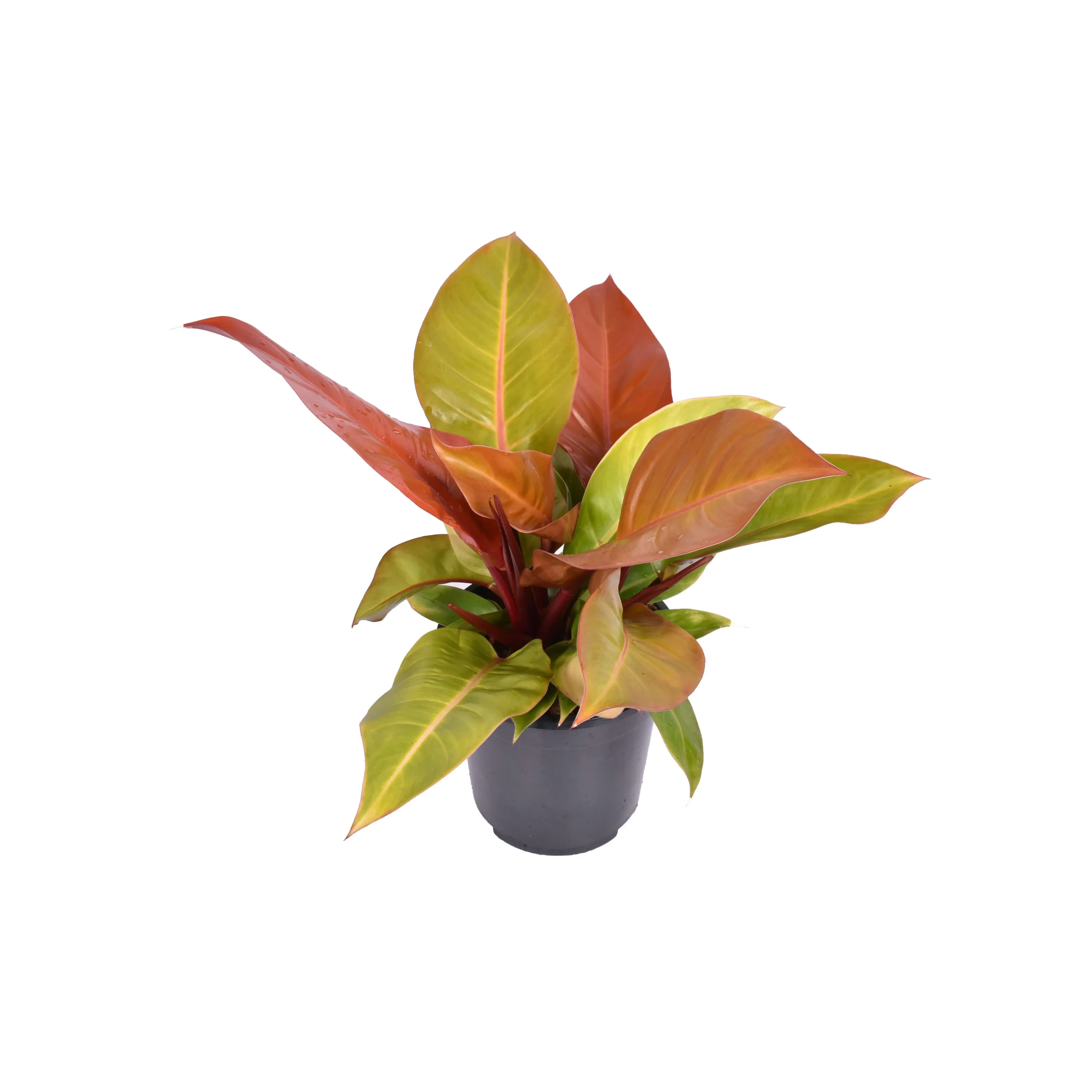 Philodendron Prince Of Orange - Ø19cm - ↨60cm