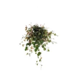 Peperomia Pepperspot - Ø11cm - ↨20cm