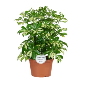 Schefflera Gerda - Ø21cm - ↨55cm