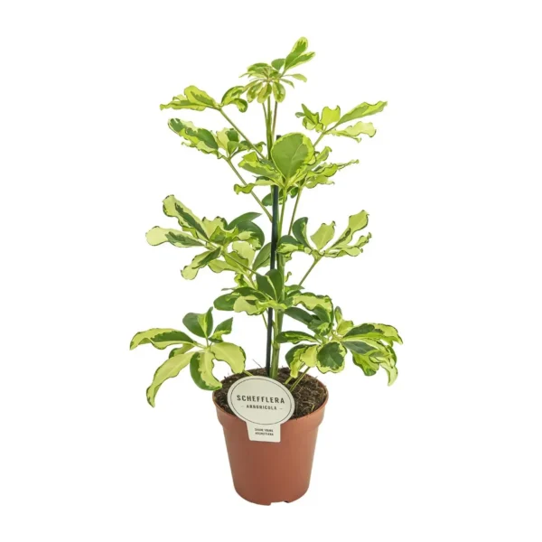Schefflera Charlotte - Ø13cm - H45cm