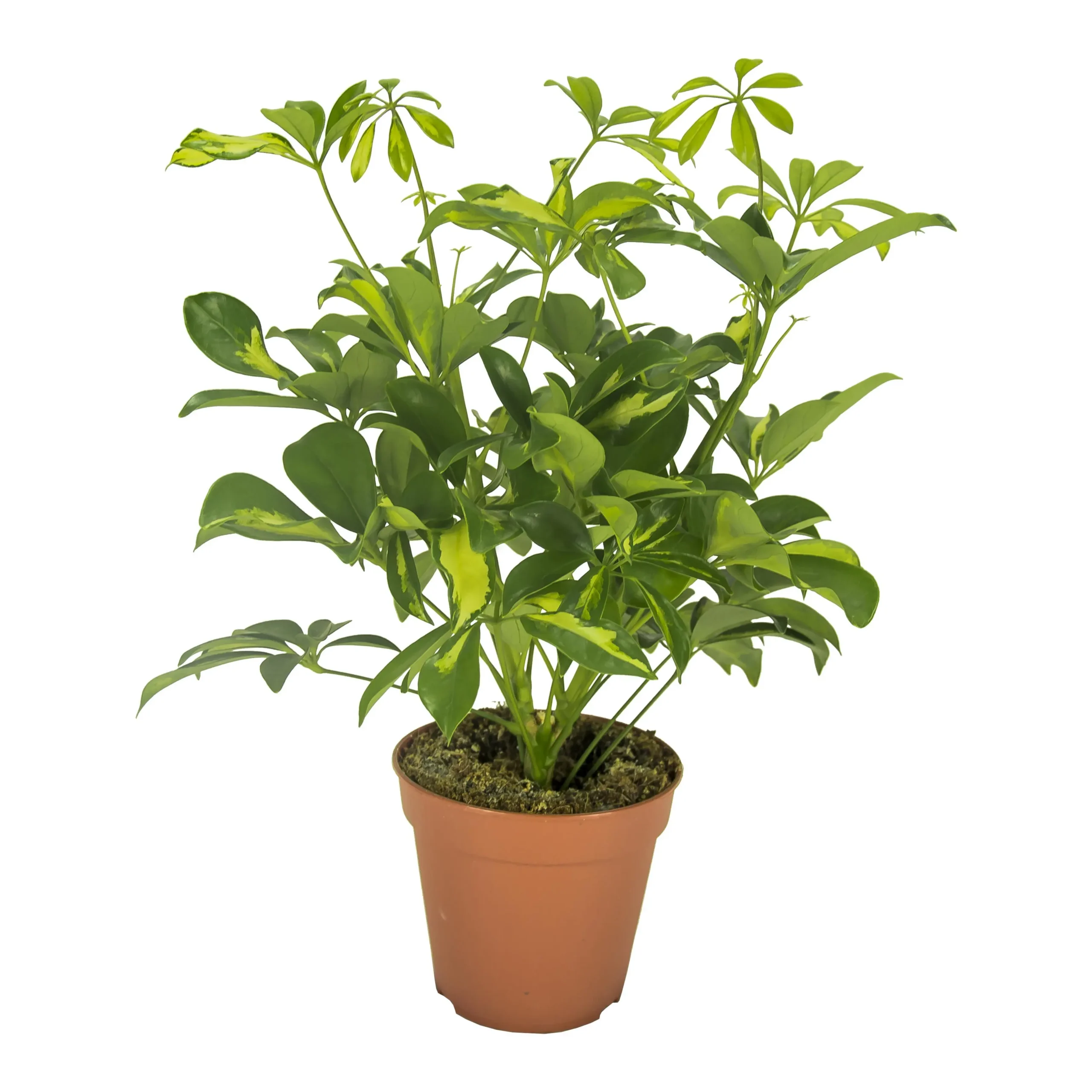 Schefflera Gerda - Ø13cm - H35cm