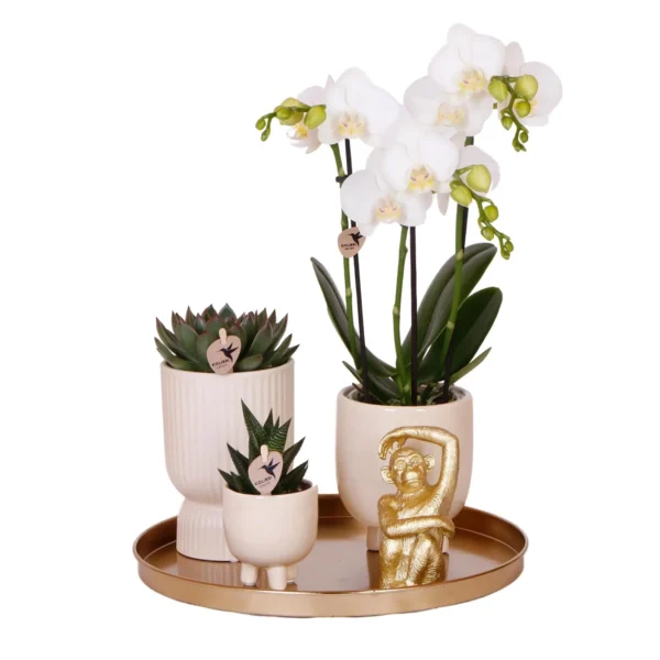 Komplettes Pflanzenset Luxury Living | Grünpflanzen mit weißer Phalaenopsis-Orchidee inkl. Keramik-Ziertöpfe & Zubehör