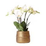 Weiße Phalaenopsis Jewel Ghent Orchidee im goldfarbenen Groove Ziertopf - Topfgröße Ø12cm