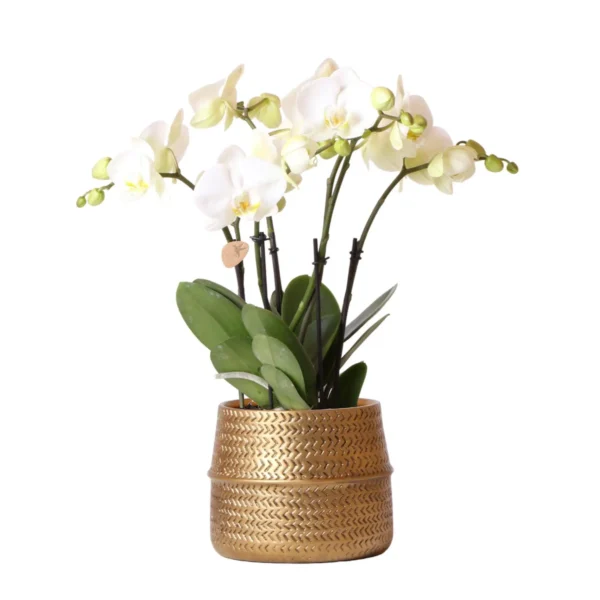 Weiße Phalaenopsis Jewel Ghent Orchidee im goldfarbenen Groove Ziertopf - Topfgröße Ø12cm