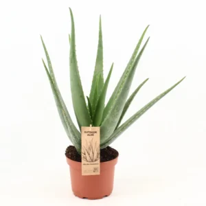 Alo Vera - Die Wunderpflanze fr Haus  Garden Shop