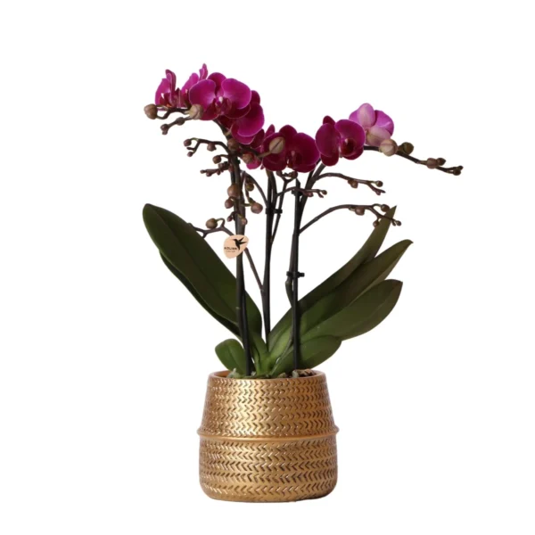 Lila Phalaenopsis Orchidee - Morelia + Groove Ziertopf gold - Topfgröße Ø9cm - 35cm hoch