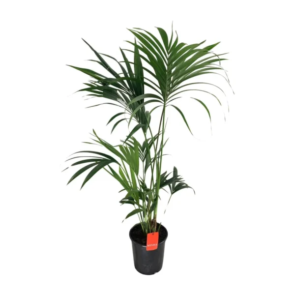 Howea Forsteriana - Ø24cm - H130cm