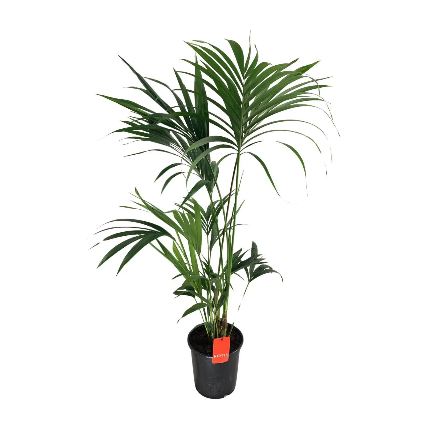 Howea Forsteriana - Ø24cm - ↨130cm 1 Howea Forsteriana - Ø24cm - H130cm