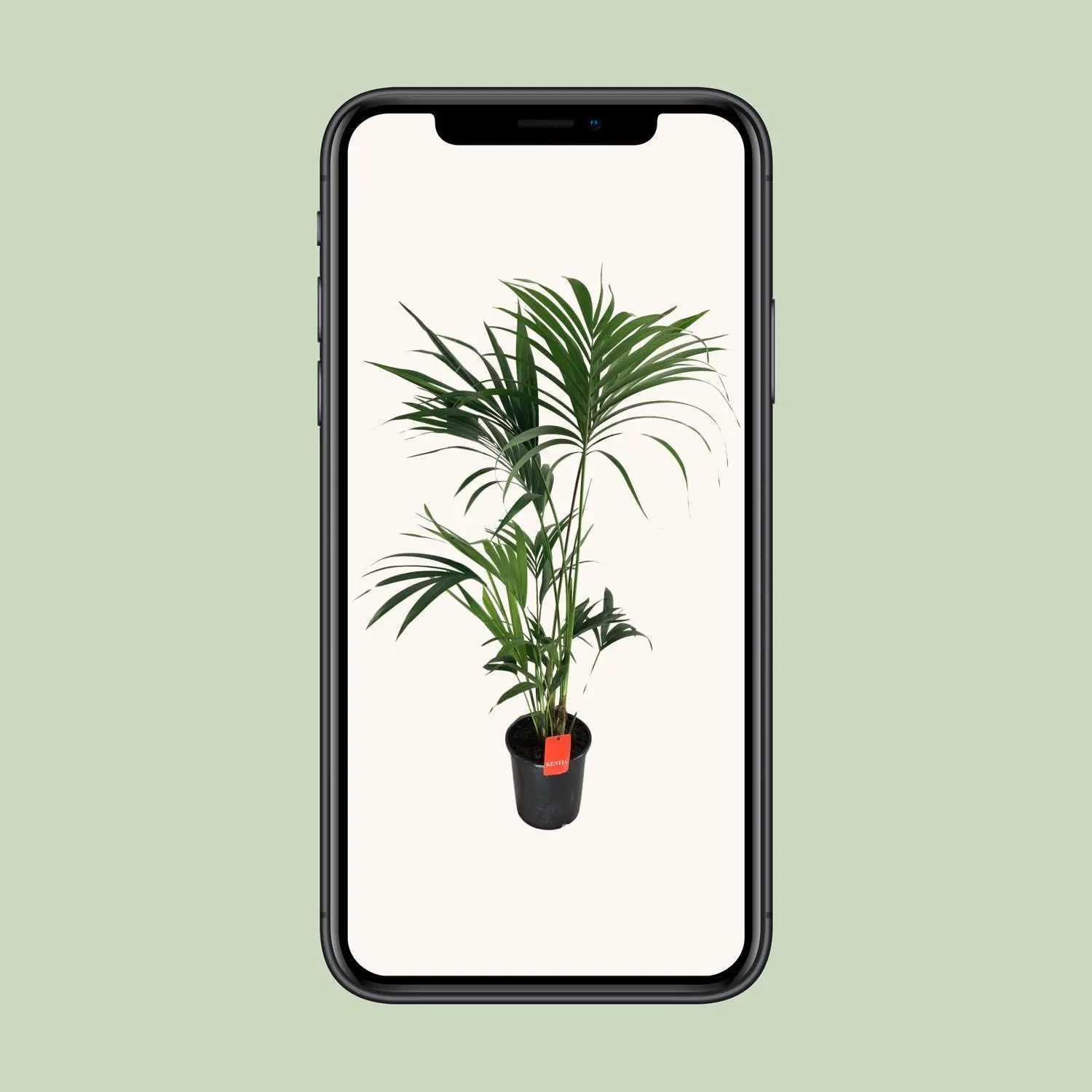 Howea Forsteriana - Ø24cm - ↨130cm 4 Howea Forsteriana - Ø24cm - H130cm